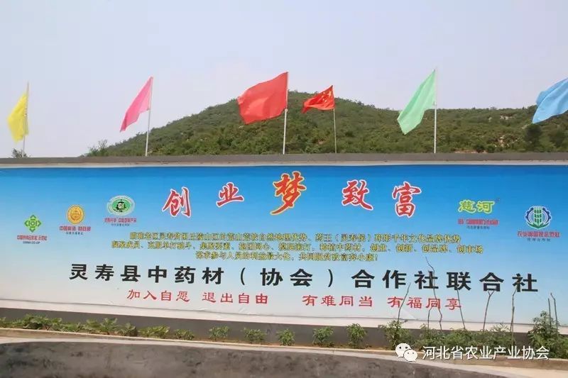 “靈壽丹參”成功注冊中國地標(biāo)產(chǎn)品、河北省著名商標(biāo)產(chǎn)品