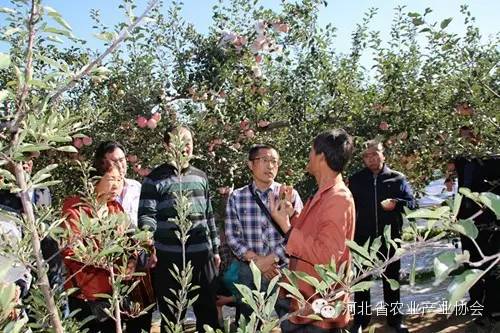協(xié)會組團赴慶陽考察蘋果開心形，收獲滿滿