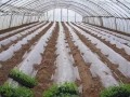 打造強根，就在蔬菜定植時