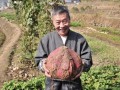 農(nóng)村種紅薯的俗語，高產(chǎn)訣竅說清了