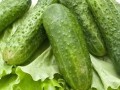 水果黃瓜怎么種？做好這幾點(diǎn) 高產(chǎn)不是夢(mèng)！