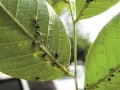 蚜蟲(chóng)生長(zhǎng)發(fā)育高峰期，試試這些防治方法