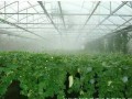 白天高溫炎熱，晚上棚室怎么辦？