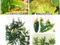 “氮”長葉子”磷“長果，“鉀肥”不足長柴火