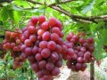 8月份高溫，葡萄樹要這樣管理，才會(huì)碩果累累