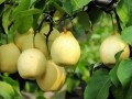 中國的特色農(nóng)產(chǎn)品優(yōu)勢產(chǎn)區(qū)都在哪兒？農(nóng)業(yè)農(nóng)村部遴選出148個！