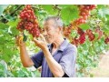 全省首批！河北這55縣區(qū)獲評農(nóng)產(chǎn)品“金字招牌”！快看有你家鄉(xiāng)嗎？