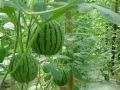 西瓜種植過程中，你是否了解蔓枯病、炭疽病和枯萎病？