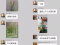 5月，讓小麥減產(chǎn)50%的病蟲都來了！抓緊防治！