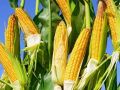 夏收在即，下一季作物種啥好呢？