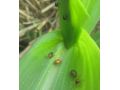 省植保站發(fā)布：褐足角胸葉甲進(jìn)入危害始盛期 抓緊防治！