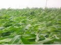 持續(xù)降雨，你家的玉米倒了嗎？倒伏之后扶不扶？