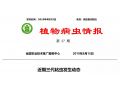 拯救玉米：除了遷徙來的妖蛾子，三代粘蟲已大面積暴發(fā)。