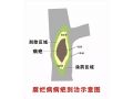 蘋果園春季澆水有講究！