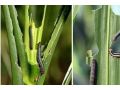 省植保站發(fā)布：這幾種大蟲子同時(shí)來禍害玉米，后果嚴(yán)重，抓緊防治！