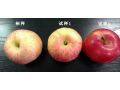 蘋果上色慢、紅度差，怎么辦？影響色度的原因有哪些？