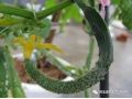 黃瓜彎瓜原因已找全，現(xiàn)在一定要避免！