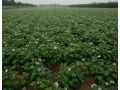 二、三、四膜種植馬鈴薯技術(shù)，4月底上市