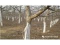 今年冬天有點(diǎn)冷，果樹冬春發(fā)生凍害后怎么辦？