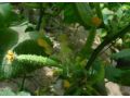 大棚蔬菜施用植物調(diào)節(jié)劑，謹(jǐn)防這些藥害