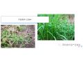 你家地里如果有這些惡性雜草，試試這個(gè)配方，一遍干凈