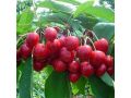 要想種好櫻桃樹(shù)，這幾個(gè)問(wèn)題一定要搞明白！
