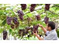 休眠期、萌芽期、開(kāi)花期、新稍期、膨果成熟期的整套溫度管理