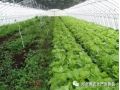 大棚蔬菜種植的7大誤區(qū)！菜農們一定要記住大棚蔬菜種植的7大誤區(qū)！菜農們一定要記住