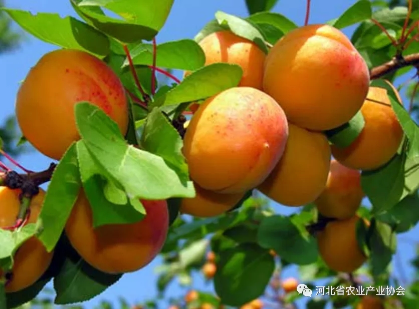 2021石家莊 ? 國際農(nóng)業(yè)交流對接系列活動——亞美尼亞甜杏種植管理及加工技術
